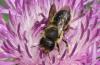 Osmia sp.